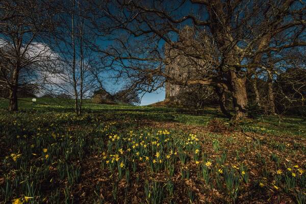 Dolbadarn Castle surrounded by autumn foliage and daffodils in the grounds of the Royal Victoria Hotel, Llanberis.