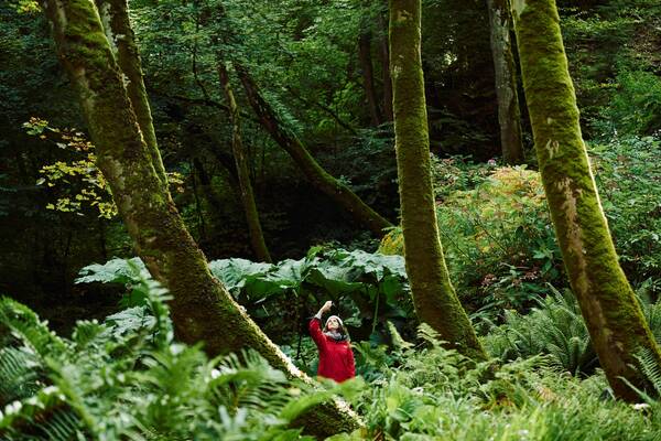 Person walking through a lush woodland with moss-covered trees and dense green foliage near Llanberis.