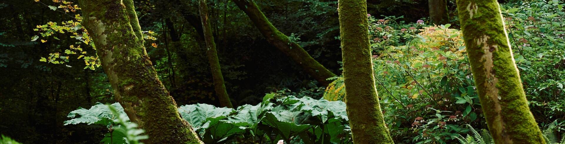 Person walking through a lush woodland with moss-covered trees and dense green foliage near Llanberis.