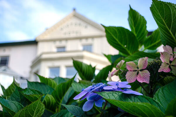 Hydrangeas situated in the grounds of The Royal Victoria Hotel in Llanberis