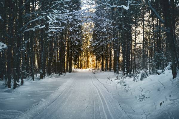 Landscape photography of snow pathway between trees during 688660